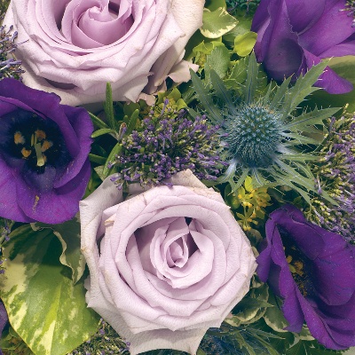 Posy  Purple,and Lilac