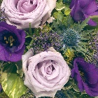 Posy  Purple,and Lilac